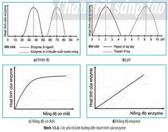 Sinh học 10 Bài 13: Chuyển hóa vật chất và năng lượng trong tế bào | Giải Sinh 10 Chân trời sáng tạo (ảnh 6)