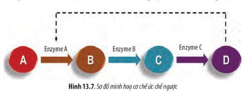 Sinh học 10 Bài 13: Chuyển hóa vật chất và năng lượng trong tế bào | Giải Sinh 10 Chân trời sáng tạo (ảnh 7)