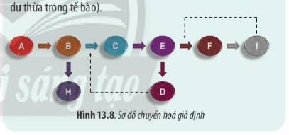 Sinh học 10 Bài 13: Chuyển hóa vật chất và năng lượng trong tế bào | Giải Sinh 10 Chân trời sáng tạo (ảnh 8)