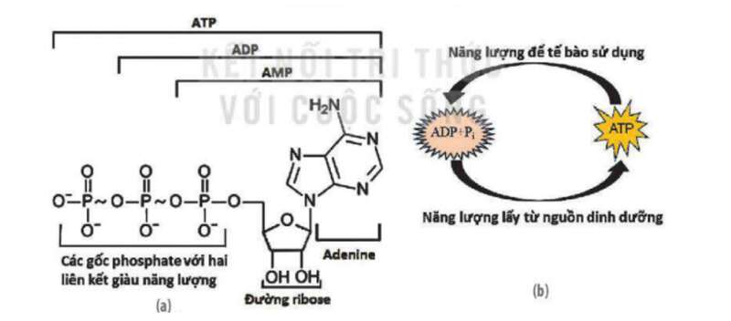 Lý thuyết Sinh học 10 Bài 13 (Kết nối tri thức): Khái quát về chuyển hóa vật chất và năng lượng (ảnh 2)