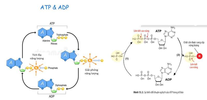 Lý thuyết Sinh học 10 Bài 13 (Chân trời sáng tạo): Chuyển hóa vật chất và năng lượng trong tế bào (ảnh 5)