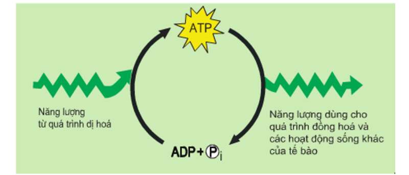 Lý thuyết Sinh học 10 Bài 10 (Cánh diều): Sự chuyển hóa năng lượng và enzyme (ảnh 1)