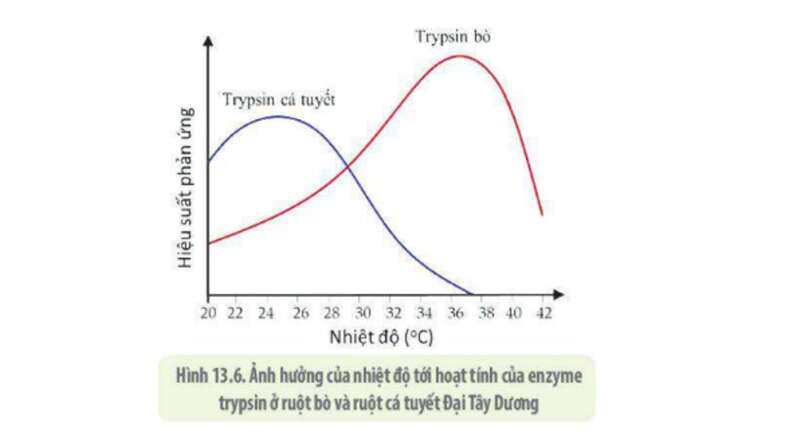 Lý thuyết Sinh học 10 Bài 13 (Kết nối tri thức): Khái quát về chuyển hóa vật chất và năng lượng (ảnh 9)