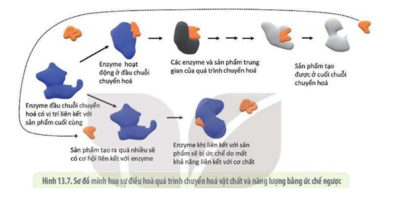 Lý thuyết Sinh học 10 Bài 13 (Kết nối tri thức): Khái quát về chuyển hóa vật chất và năng lượng (ảnh 10)