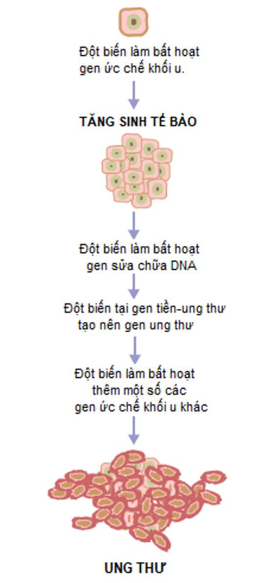 Lý thuyết Sinh học 10 Bài 13 (Cánh diều): Chu kì tế bào và nguyên phân (ảnh 9)