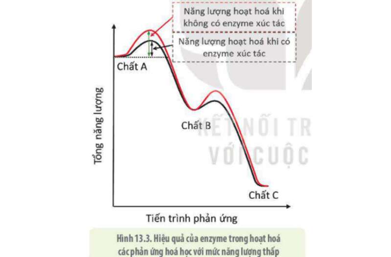 Lý thuyết Sinh học 10 Bài 13 (Kết nối tri thức): Khái quát về chuyển hóa vật chất và năng lượng (ảnh 6)