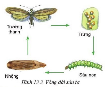 Lý thuyết Công nghệ 10 Bài 13: Sâu hại cây trồng - Cánh diều  (ảnh 1)