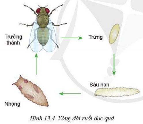 Lý thuyết Công nghệ 10 Bài 13: Sâu hại cây trồng - Cánh diều  (ảnh 1)