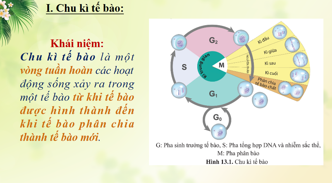 Giáo án điện tử Chu kì tế bào và nguyên phân | Bài giảng PPT Sinh học 10 (ảnh 1)