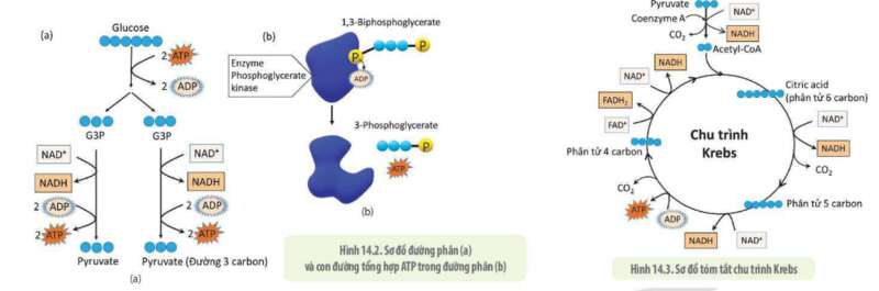 Lý thuyết Sinh học 10 Bài 14 (Kết nối tri thức): Phân giải và tổng hợp các chất trong tế bào (ảnh 3)