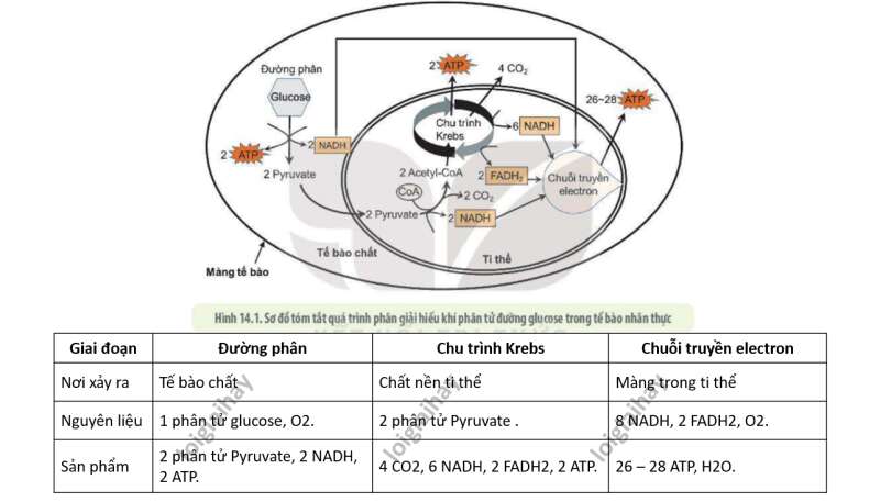 Lý thuyết Sinh học 10 Bài 14 (Kết nối tri thức): Phân giải và tổng hợp các chất trong tế bào (ảnh 2)