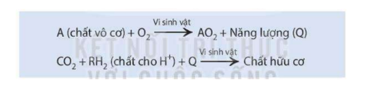 Lý thuyết Sinh học 10 Bài 14 (Kết nối tri thức): Phân giải và tổng hợp các chất trong tế bào (ảnh 10)