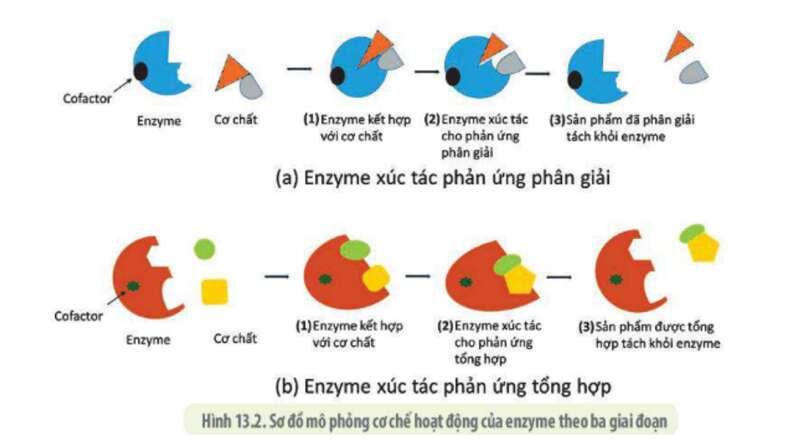 Lý thuyết Sinh học 10 Bài 10 (Cánh diều): Sự chuyển hóa năng lượng và enzyme (ảnh 4)