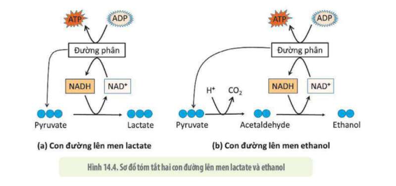 Lý thuyết Sinh học 10 Bài 11 (Cánh diều): Tổng hợp và phân giải các chất trong tế bào (ảnh 14)