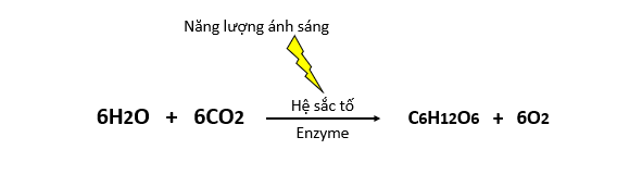 Lý thuyết Sinh học 10 Bài 14 (Kết nối tri thức): Phân giải và tổng hợp các chất trong tế bào (ảnh 6)