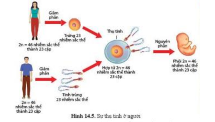 Lý thuyết Sinh học 10 Bài 14 (Cánh diều): Giảm phân (ảnh 6)