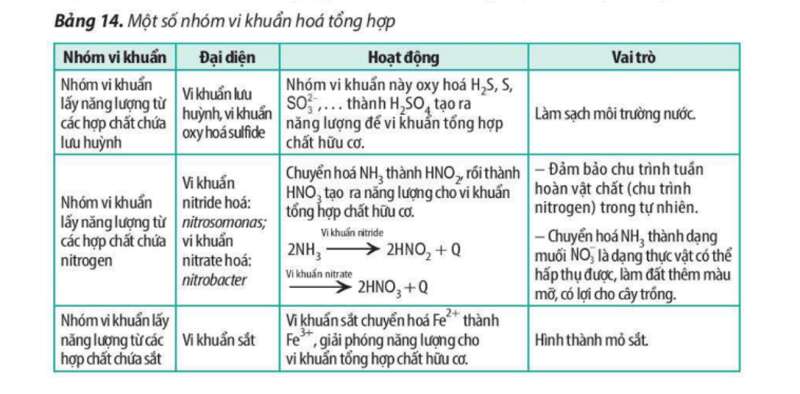 Lý thuyết Sinh học 10 Bài 14 (Kết nối tri thức): Phân giải và tổng hợp các chất trong tế bào (ảnh 11)