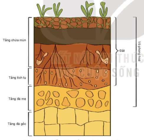 Lý thuyết Địa lí 10 Bài 14: Đất trên Trái Đất - Kết nối tri thức  (ảnh 1)