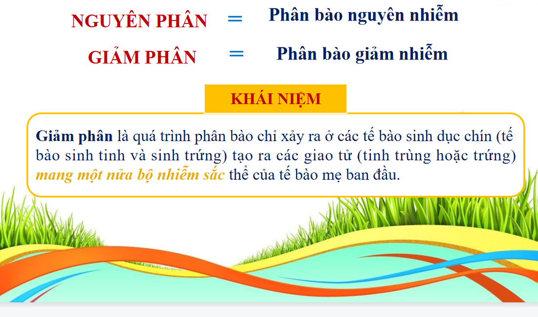 Giáo án điện tử Giảm phân | Bài giảng PPT Sinh học 10 (ảnh 1)