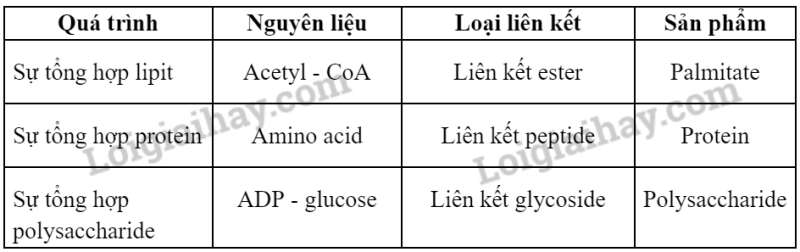 Sinh học 10 Bài 15: Tổng hợp các chất và tích lũy năng lượng | Giải Sinh 10 Chân trời sáng tạo (ảnh 1)