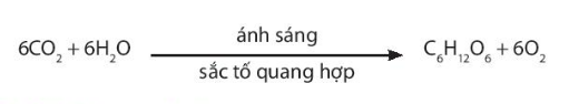 Sinh học 10 Bài 15: Tổng hợp các chất và tích lũy năng lượng | Giải Sinh 10 Chân trời sáng tạo (ảnh 2)