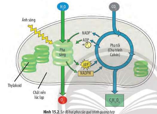 Sinh học 10 Bài 15: Tổng hợp các chất và tích lũy năng lượng | Giải Sinh 10 Chân trời sáng tạo (ảnh 3)