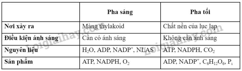 Sinh học 10 Bài 15: Tổng hợp các chất và tích lũy năng lượng | Giải Sinh 10 Chân trời sáng tạo (ảnh 4)