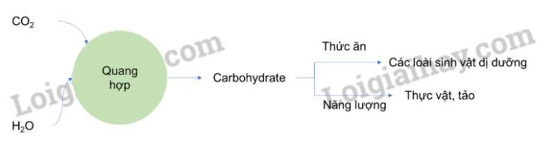 Sinh học 10 Bài 15: Tổng hợp các chất và tích lũy năng lượng | Giải Sinh 10 Chân trời sáng tạo (ảnh 6)