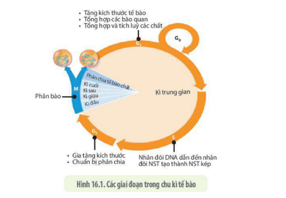 Lý thuyết Sinh học 10 Bài 16 (Kết nối tri thức): Chu kì tế bào và nguyên phân (ảnh 1)