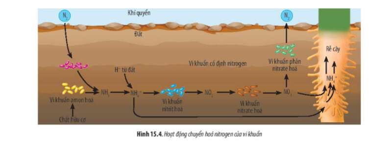 Lý thuyết Sinh học 10 Bài 15 (Chân trời sáng tạo): Tổng hợp các chất và tích lũy năng lượng (ảnh 7)