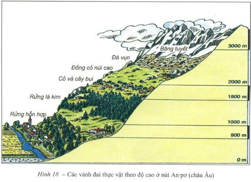 Lý thuyết Địa lí 10 Bài 15: Sinh quyển - Kết nối tri thức  (ảnh 1)