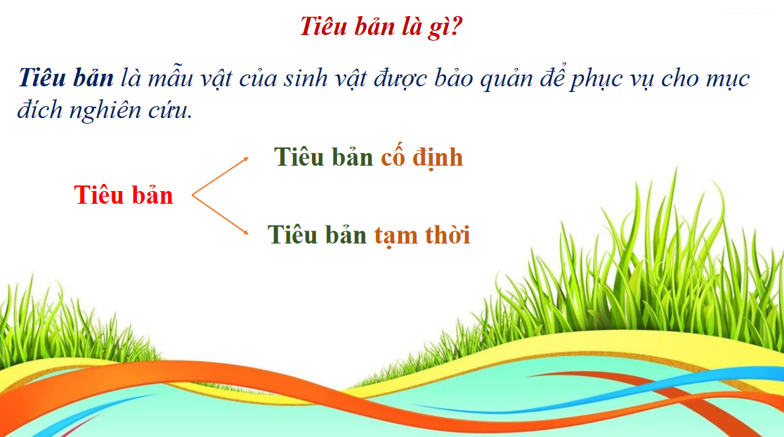 Giáo án điện tử Thực hành làm tiêu bản nhiễm sắc thể để quan sát quá trình nguyên phân, giảm phân ở tế bào  | Bài giảng PPT Sinh học 10 (ảnh 1)