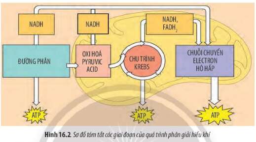 Sinh học 10 Bài 16: Phân giải các chất và giải phóng năng lượng | Giải Sinh 10 Chân trời sáng tạo (ảnh 1)