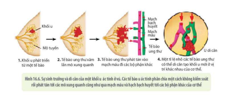 Lý thuyết Sinh học 10 Bài 16 (Kết nối tri thức): Chu kì tế bào và nguyên phân (ảnh 15)