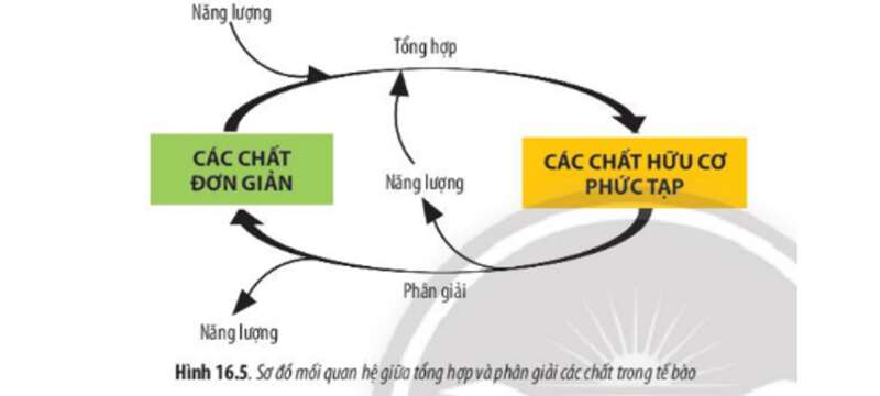 Lý thuyết Sinh học 10 Bài 16 (Chân trời sáng tạo): Phân giải các chất và giải phóng năng lượng (ảnh 7)