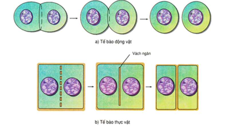 Lý thuyết Sinh học 10 Bài 13 (Cánh diều): Chu kì tế bào và nguyên phân (ảnh 5)