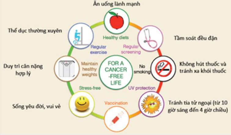 Lý thuyết Sinh học 10 Bài 16 (Kết nối tri thức): Chu kì tế bào và nguyên phân (ảnh 14)