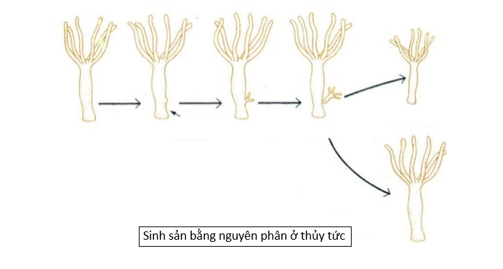 Lý thuyết Sinh học 10 Bài 13 (Cánh diều): Chu kì tế bào và nguyên phân (ảnh 6)