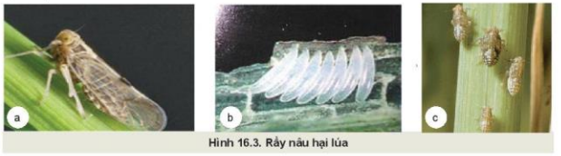 Lý thuyết Công Nghệ 10 Bài 16: Một số sâu hại cây trồng thường gặp và biện pháp phòng trừ - Kết nối tri thức (ảnh 1)