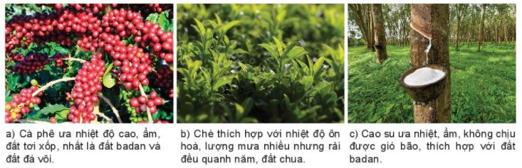 Lý thuyết Địa lí 10 Bài 24: Địa lí ngành nông nghiệp - Kết nối tri thức  (ảnh 1)