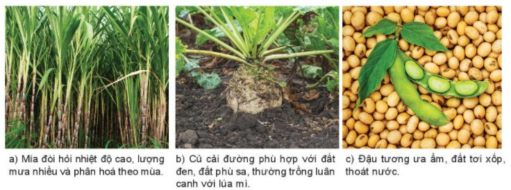 Lý thuyết Địa lí 10 Bài 24: Địa lí ngành nông nghiệp - Kết nối tri thức  (ảnh 1)