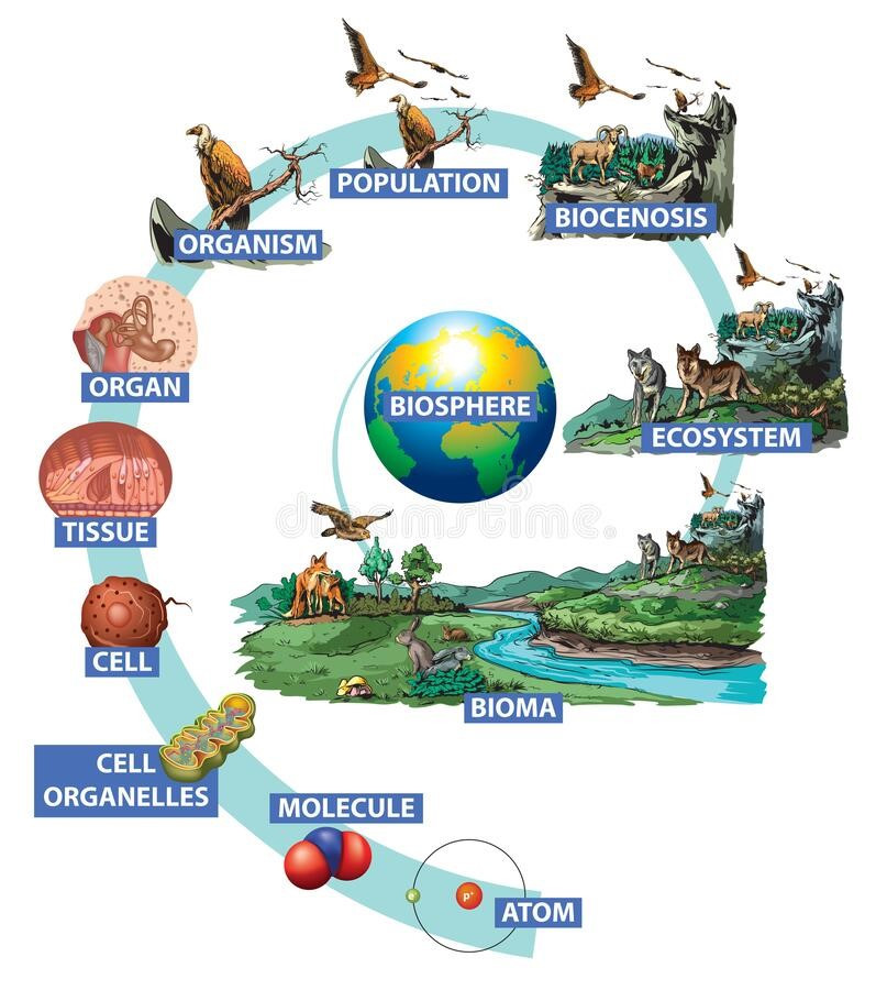 Lý thuyết Bài 15: Sinh quyền, các nhận tố ảnh hướng đến sự phát triển và phân bố của sinh vật - Chân trời sáng tạo (ảnh 1)