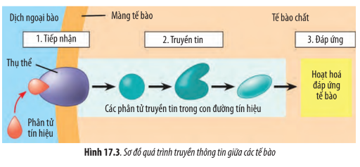 Sinh học 10 Bài 17: Thông tin giữa các tế bào | Giải Sinh 10 Chân trời sáng tạo (ảnh 3)