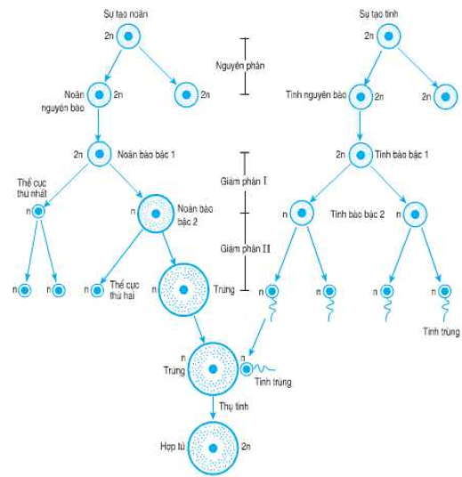 Lý thuyết Sinh học 10 Bài 17 (Kết nối tri thức): Giảm phân (ảnh 1)