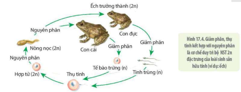 Lý thuyết Sinh học 10 Bài 17 (Kết nối tri thức): Giảm phân (ảnh 7)