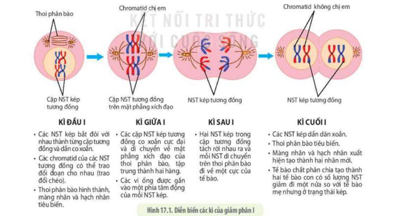 Lý thuyết Sinh học 10 Bài 14 (Cánh diều): Giảm phân (ảnh 3)