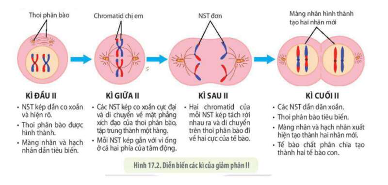 Lý thuyết Sinh học 10 Bài 14 (Cánh diều): Giảm phân (ảnh 4)