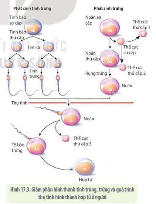 Lý thuyết Sinh học 10 Bài 17 (Kết nối tri thức): Giảm phân (ảnh 4)