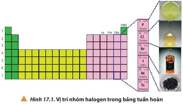 Lý thuyết Hóa học 10 Bài 17: Tính chất vật lí và hóa học các đơn chất nhóm VIIA - Chân trời sáng tạo (ảnh 1)