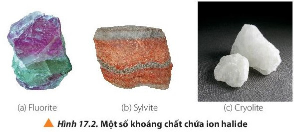 Lý thuyết Hóa học 10 Bài 17: Tính chất vật lí và hóa học các đơn chất nhóm VIIA - Chân trời sáng tạo (ảnh 1)